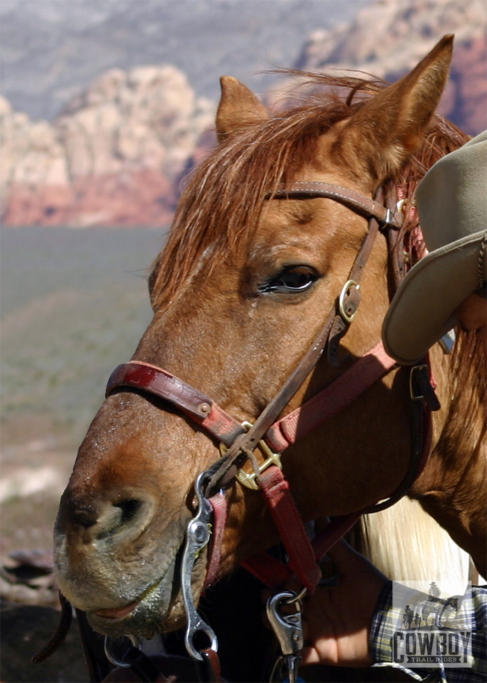 A horse smiles while Horseback Riding in Las Vegas at Cowboy Trail Rides in Red Rock Canyon